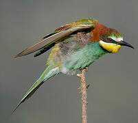 European Bee-eater