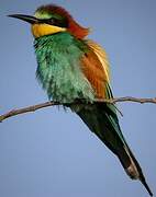 European Bee-eater