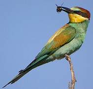 European Bee-eater