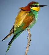 European Bee-eater