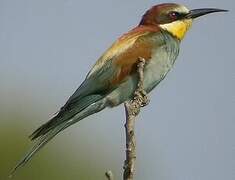 European Bee-eater