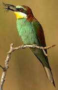 European Bee-eater