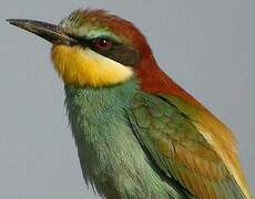 European Bee-eater