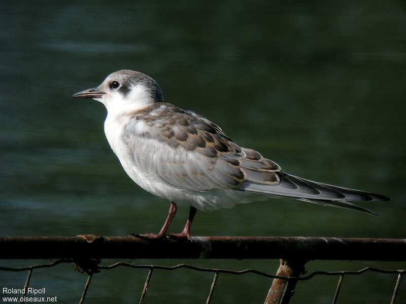 Whiskered Ternjuvenile, pigmentation