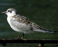 Whiskered Tern