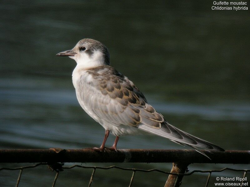 Whiskered Ternjuvenile