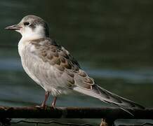 Whiskered Tern