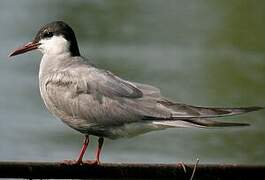 Whiskered Tern