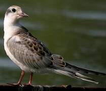 Whiskered Tern