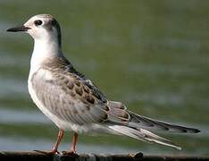 Whiskered Tern