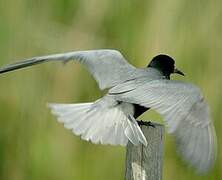 Black Tern