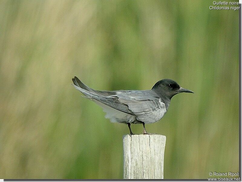 Guifette noireadulte nuptial