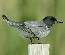 Black Tern