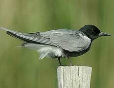 Black Tern