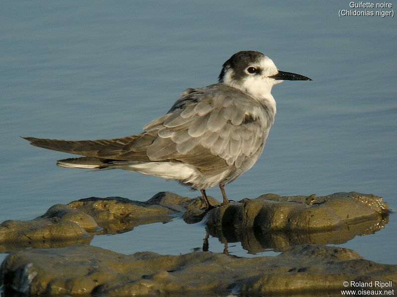 Black Ternjuvenile