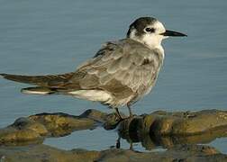 Black Tern