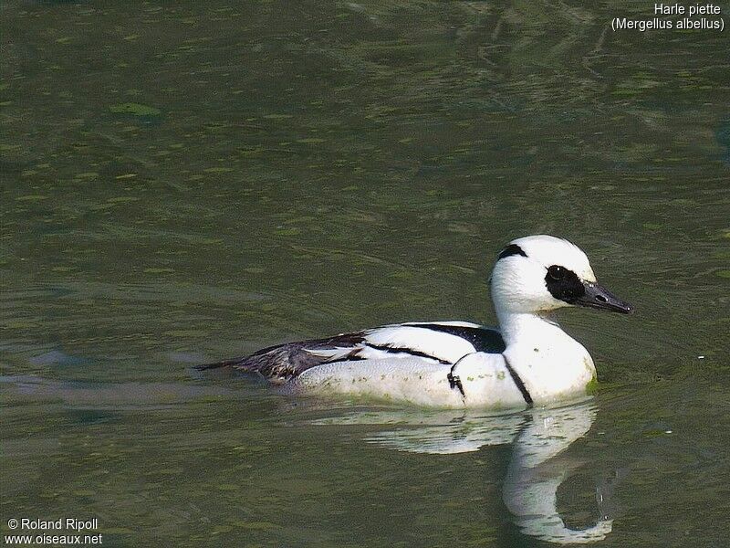 Smew