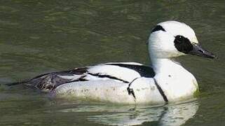 Smew