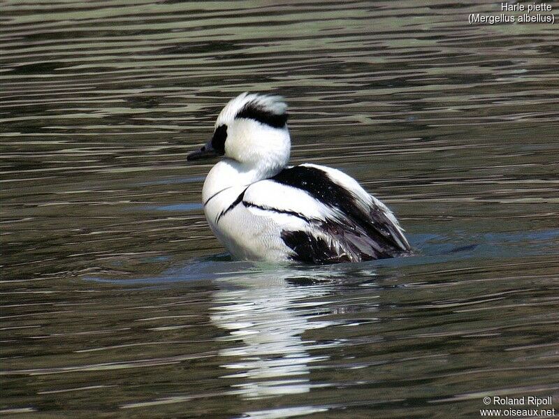 Smew