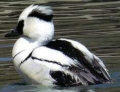 Smew