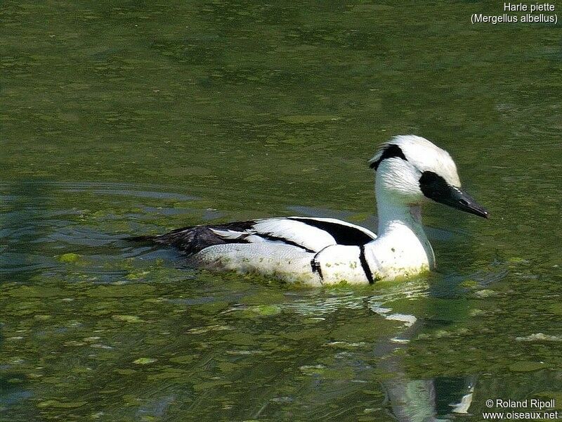 Smew