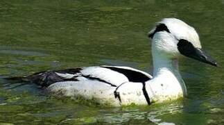 Smew