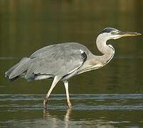 Grey Heron