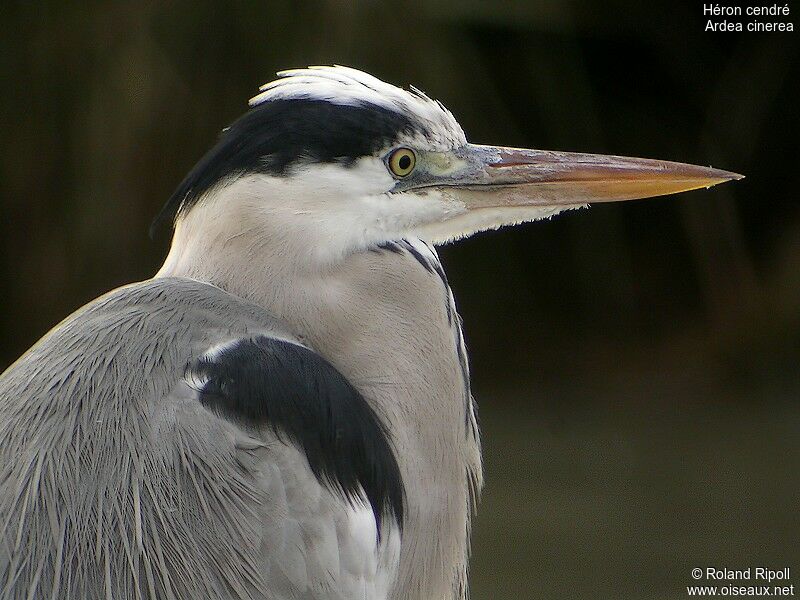 Grey Heronadult post breeding