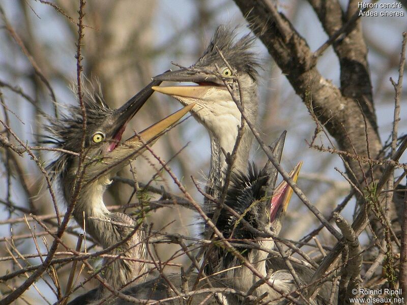 Grey Heronjuvenile