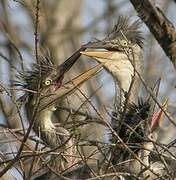 Grey Heron