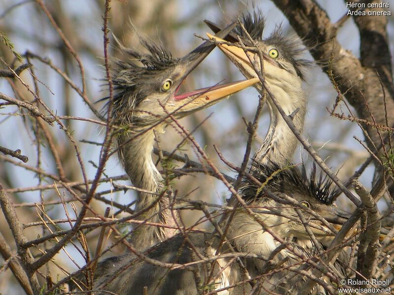 Grey Heronjuvenile