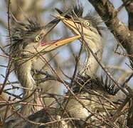 Grey Heron