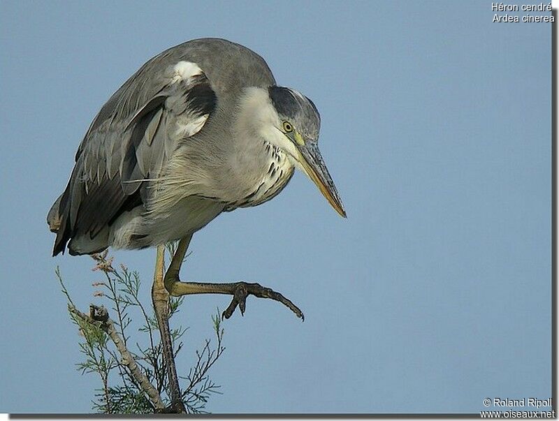 Grey Heronadult