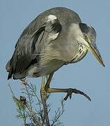 Grey Heron