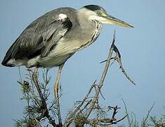 Grey Heron