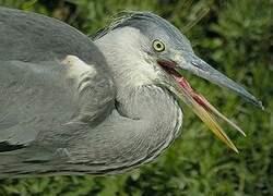 Grey Heron