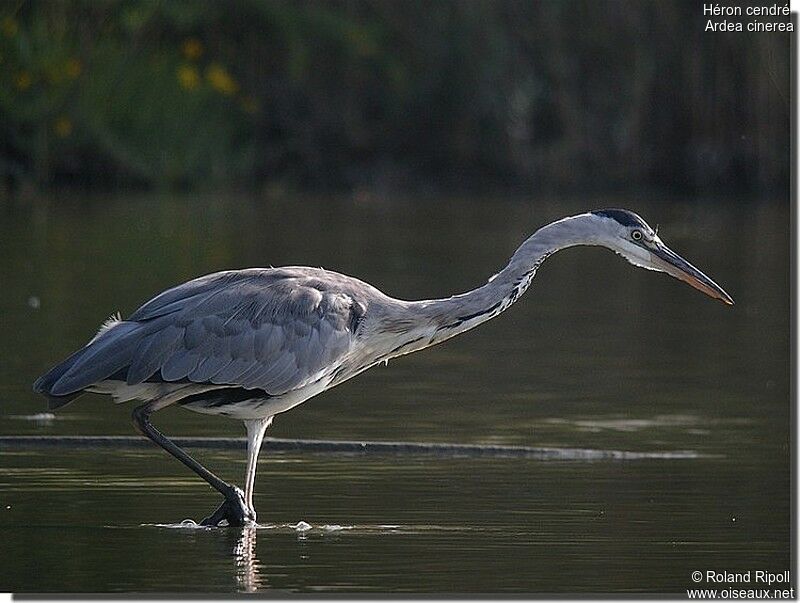 Grey Heronadult