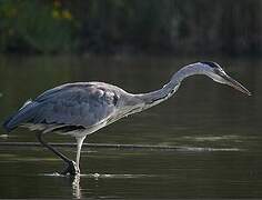 Grey Heron