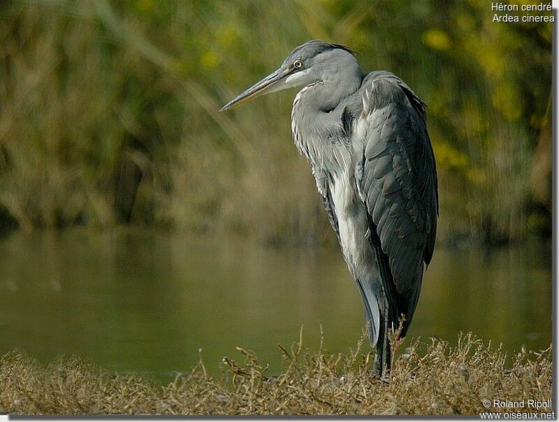 Grey Heronadult