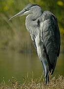 Grey Heron