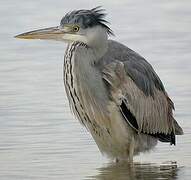 Grey Heron