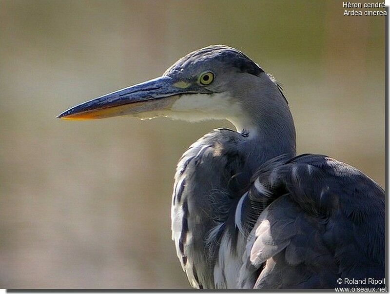 Grey Heronadult