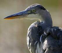 Grey Heron