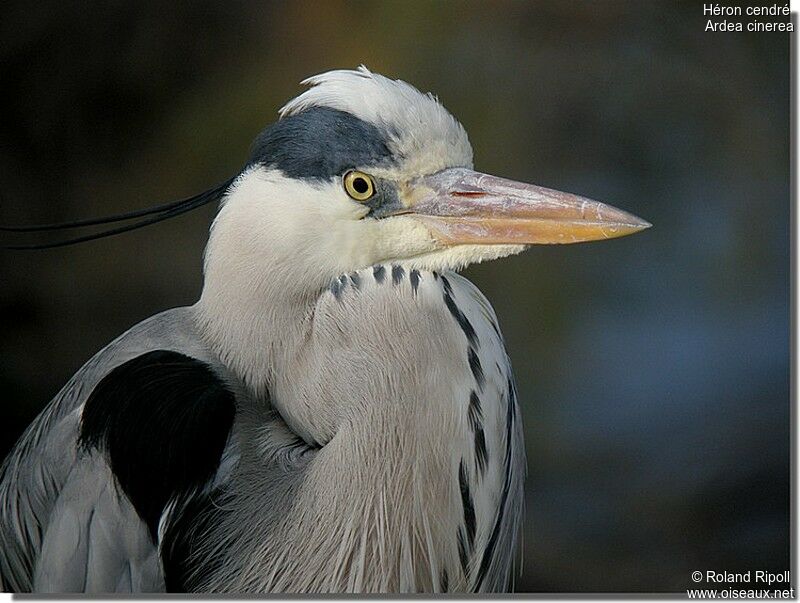 Grey Heronadult