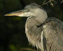 Grey Heron