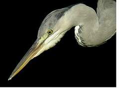 Grey Heron