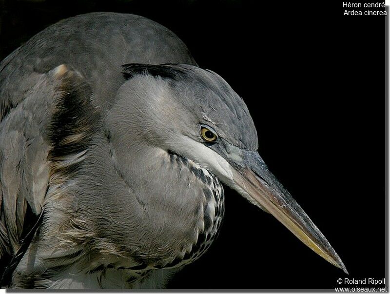 Grey Heronadult