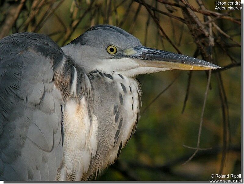 Grey Heronjuvenile