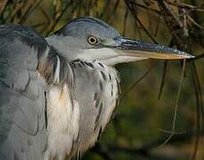 Grey Heron