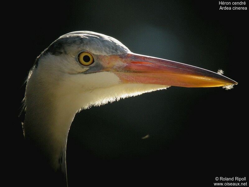 Grey Heronadult breeding